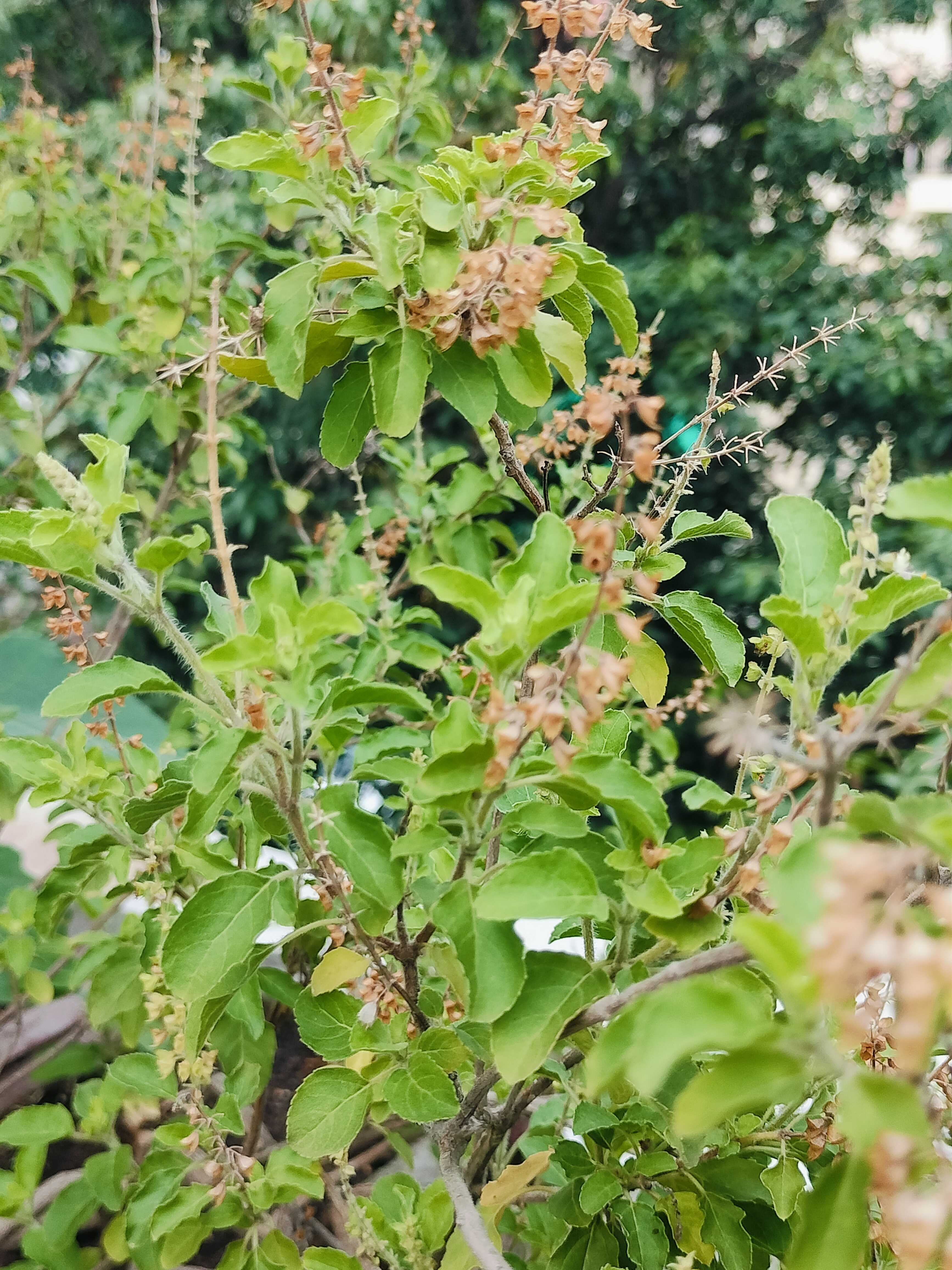 Tulsi (Holy Basil)