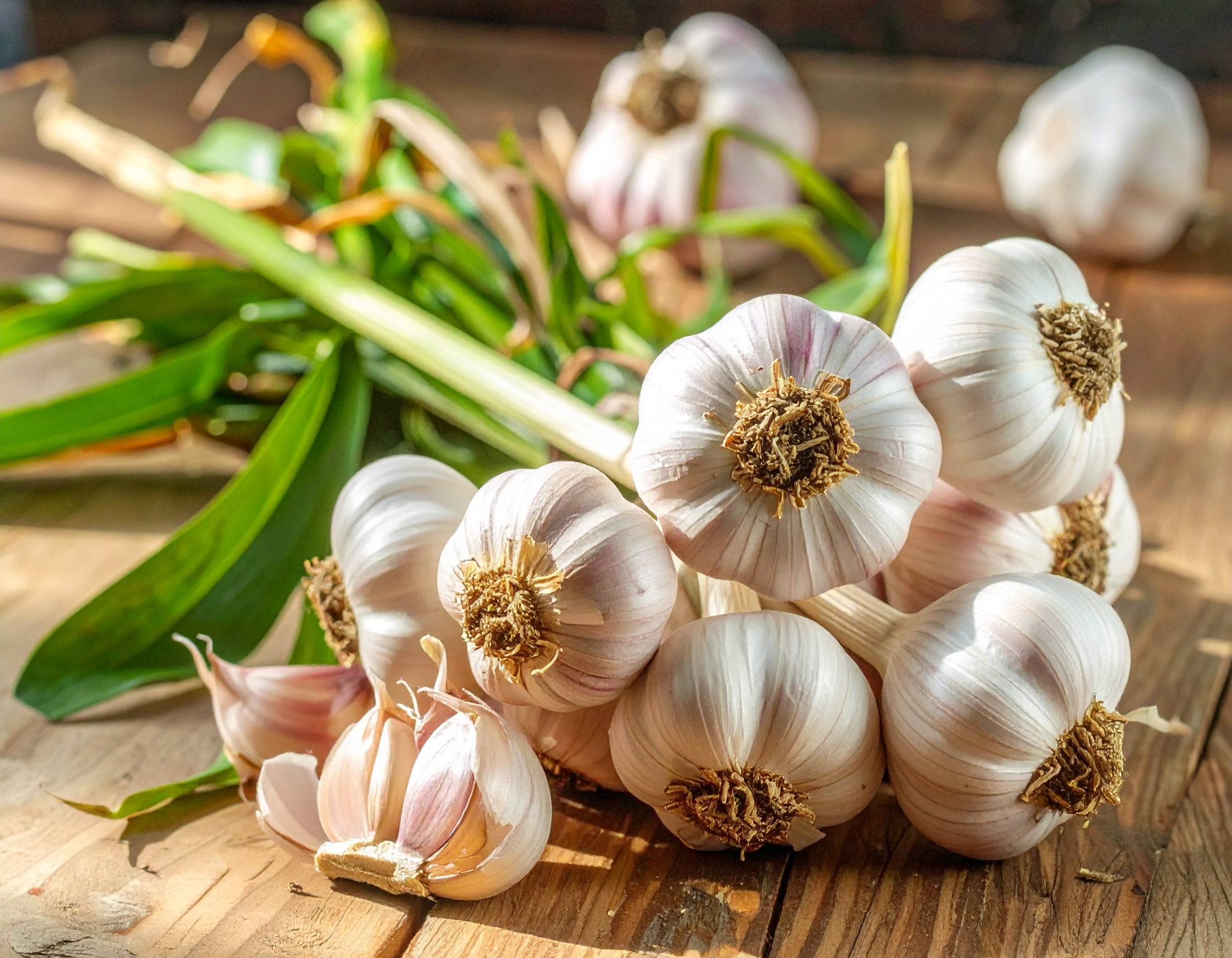 Garlic