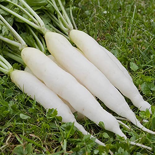 Radish